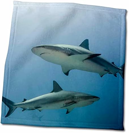 3dRose Jardines de la Reina NP - Karib-cápák - Törölköző (twl-209935-3)