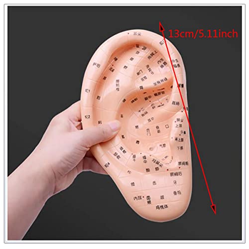 Fül Akupunktúra Modell - Kínai Hagyományos Emberi Fül Akupunktúra Modell - Masszázs Fül Akupunktúra Modell Acupoint Nyomás